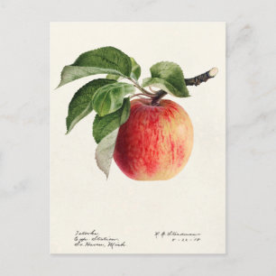 Apfel (Malus Domestica) Frucht Aquarellmalerei Postkarte