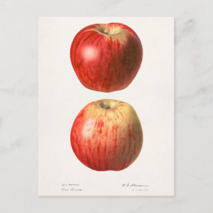 Äpfel (Malus Domestica) Frucht Aquarellmalerei Postkarte