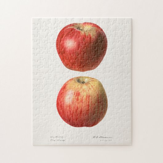 Äpfel (Malus Domestica) Frucht Aquarellmalerei Puzzle (Vertikal)