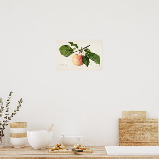 Apfel (Malus Domestica) Fruchtfarben Poster (Küche)