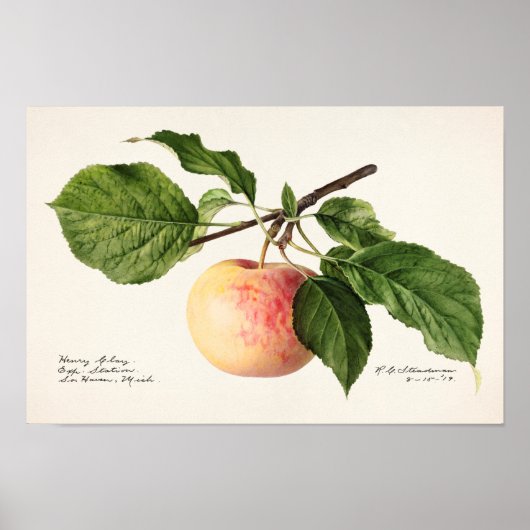 Apfel (Malus Domestica) Fruchtfarben Poster (Vorne)