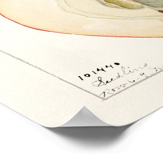 Äpfel (Malus Domestica) Fruchtfarben Poster (Ecke)