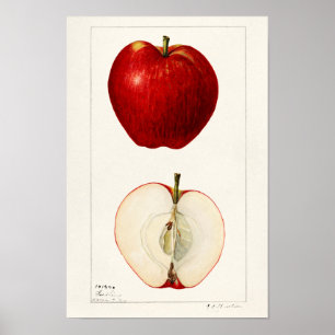 Äpfel (Malus Domestica) Fruchtfarben Poster
