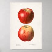Äpfel (Malus Domestica) Fruchtfarben Poster (Vorne)