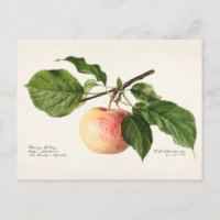 Apfel (Malus Domestica) Fruchtfarben