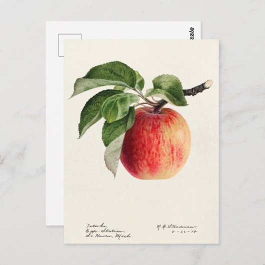 Apfel (Malus Domestica) Fruchtfarben Postkarte (Vorne/Hinten)