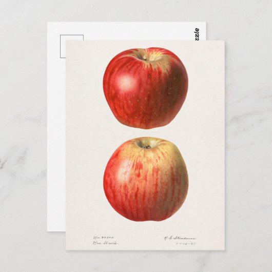 Äpfel (Malus Domestica) Fruchtfarben Postkarte (Vorne/Hinten)