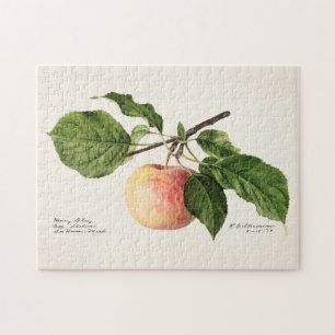 Apfel (Malus Domestica) Fruchtfarben Puzzle