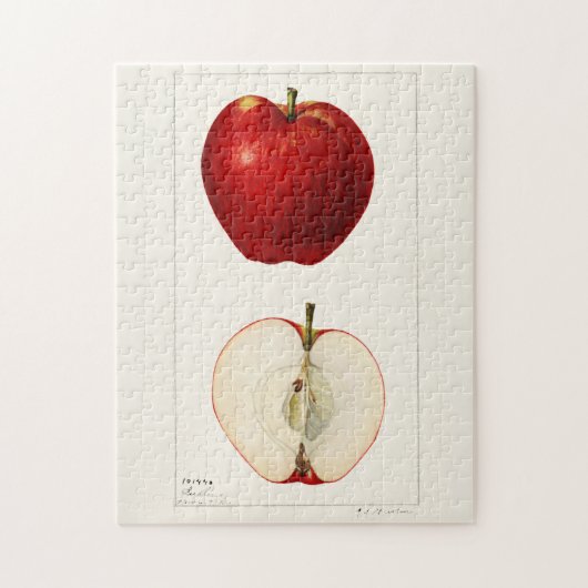 Äpfel (Malus Domestica) Fruchtfarben Puzzle (Vertikal)