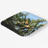 Äpfel Pappteller (Gewinkelt)