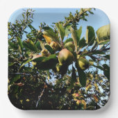 Äpfel Pappteller (Vorderseite)