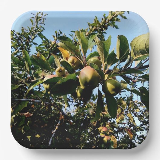 Äpfel Pappteller (Vorderseite)