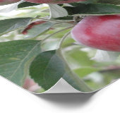 Äpfel Poster (Ecke)