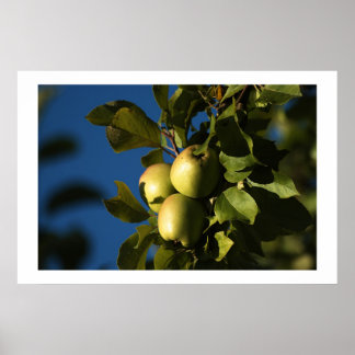 Äpfel Poster