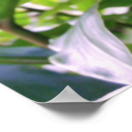 Äpfel Poster (Ecke)