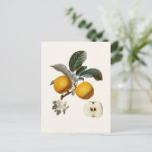 Apfel Postkarte (Stehend Vorderseite)