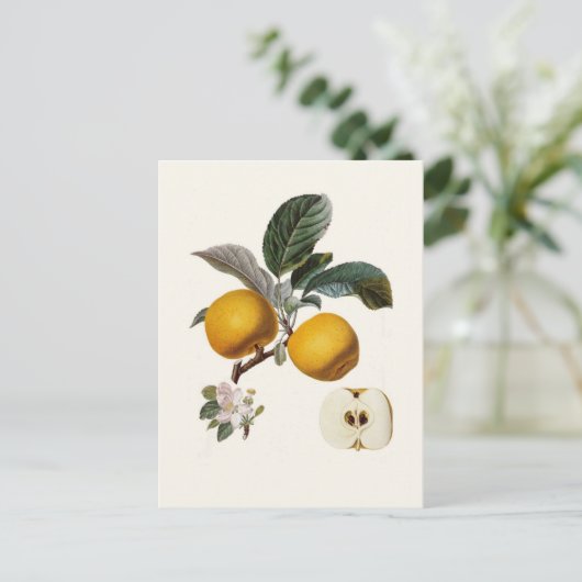 Apfel Postkarte (Stehend Vorderseite)