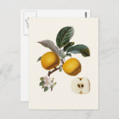 Apfel Postkarte (Vorne/Hinten)