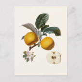 Apfel Postkarte (Vorderseite)