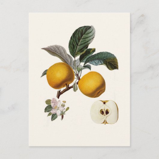 Apfel Postkarte (Vorderseite)