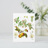 Apfel Postkarte (Stehend Vorderseite)