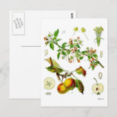 Apfel Postkarte (Vorne/Hinten)