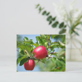 Äpfel Postkarte (Stehend Vorderseite)