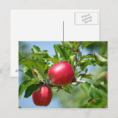 Äpfel Postkarte (Vorne/Hinten)