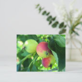 Äpfel Postkarte (Stehend Vorderseite)