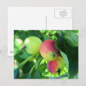 Äpfel Postkarte (Vorne/Hinten)
