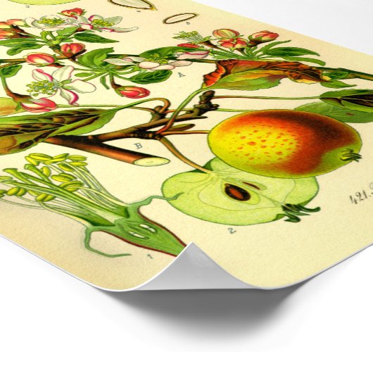 Apfel (Pyrus malus) Poster (Ecke)
