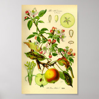 Apfel (Pyrus malus) Poster