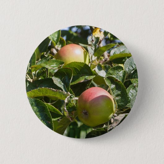 Äpfel reifen an einem Apfelbaum Button (Vorderseite)
