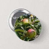 Äpfel reifen an einem Apfelbaum Button (Vorne & Hinten)