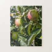 Äpfel reifen an einem Apfelbaum Puzzle (Vertikal)