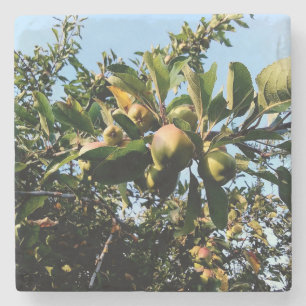 Äpfel Steinuntersetzer