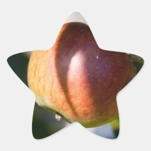 Apfel Stern-Aufkleber