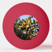 Äpfel Tischtennisball (Rückseite)