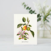 Apfel und Blüte Postkarte (Stehend Vorderseite)