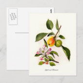 Apfel und Blüte Postkarte (Vorne/Hinten)