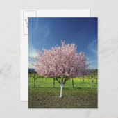 Apfelbaum auf einem Feld, Napa Valley, Kalifornien Postkarte (Vorne/Hinten)