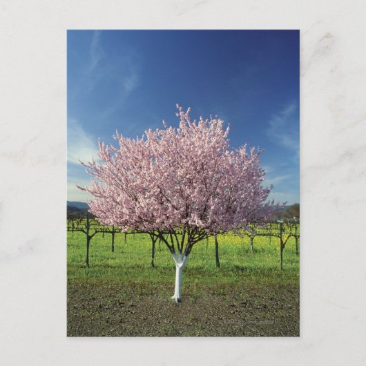 Apfelbaum auf einem Feld, Napa Valley, Kalifornien Postkarte (Vorderseite)
