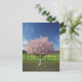Apfelbaum auf einem Feld, Napa Valley, Kalifornien Postkarte (Stehend Vorderseite)