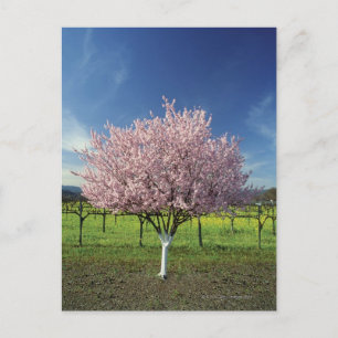 Apfelbaum auf einem Feld, Napa Valley, Kalifornien Postkarte