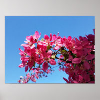 Apfelbaum blüht. Pinke Blumen.