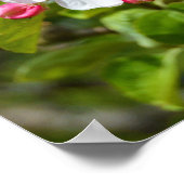 Apfelbaum-Blume Poster (Ecke)