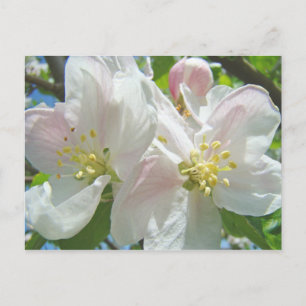 Apfelbaum Blüten Blumen Postkarten Frühlingsblumen