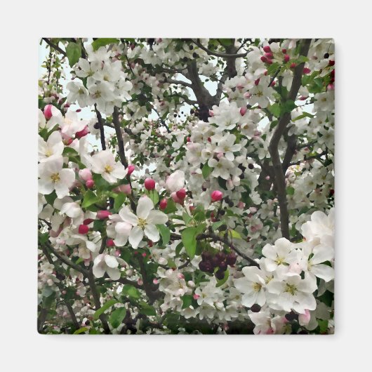 Apfelbaum im Blut Magnet (Vorne)