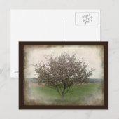 Apfelbaum in Bloom Postkarte (Vorne/Hinten)