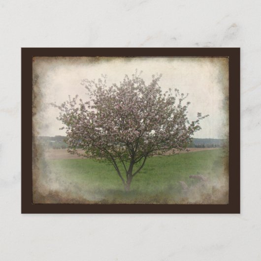 Apfelbaum in Bloom Postkarte (Vorderseite)